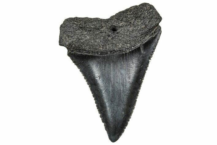 Serrated, Fossil Great White Shark Tooth - South Carolina #328915